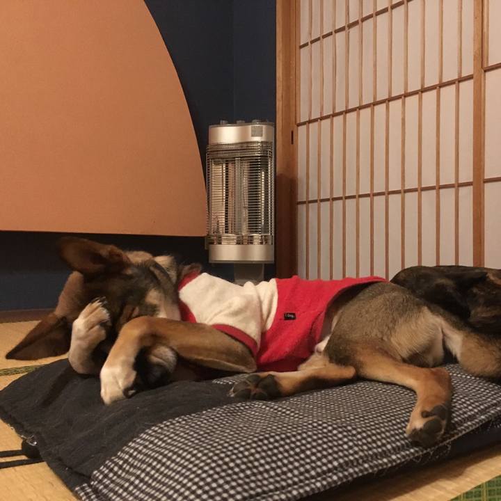 1155f13b 357b 4314 9357 3f1be738d50c 1512858534513