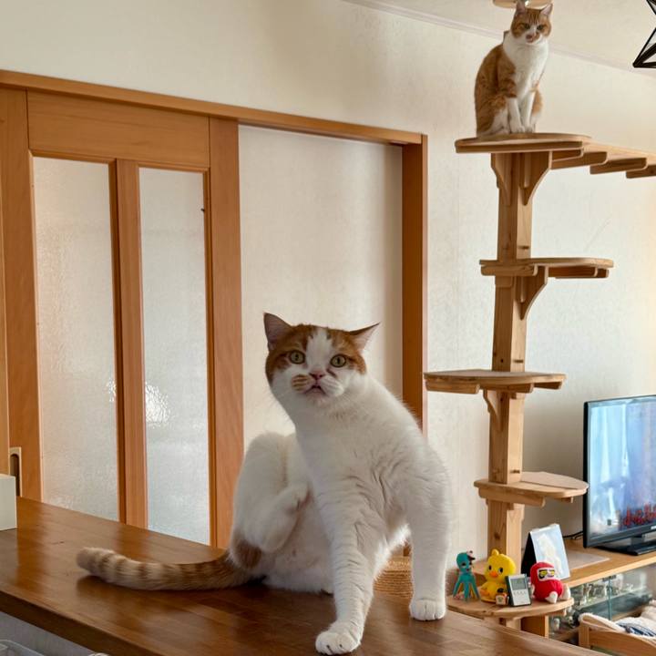 1156ba3b 3a18 48e9 897c eb57075140a9 1769050746954