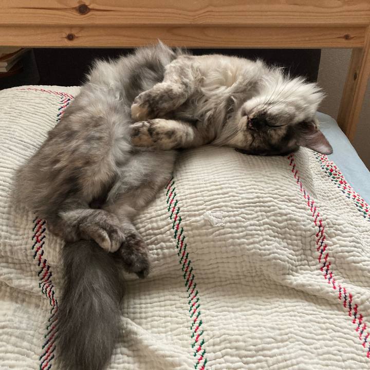 1157975e 9d72 4867 b0fd 88117155c2c9 1721894753757