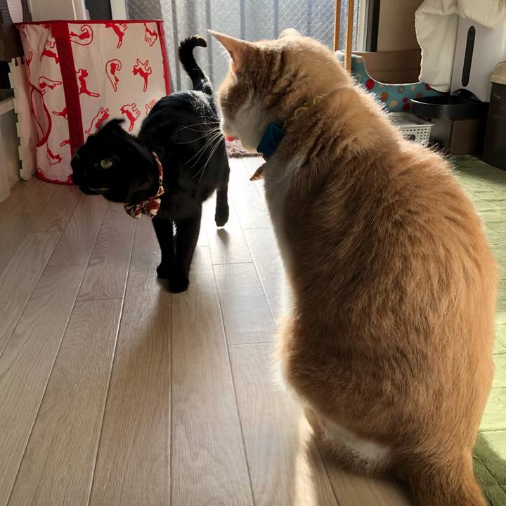 11593234 c142 431d 8aea 5169f965776a 1588927702466