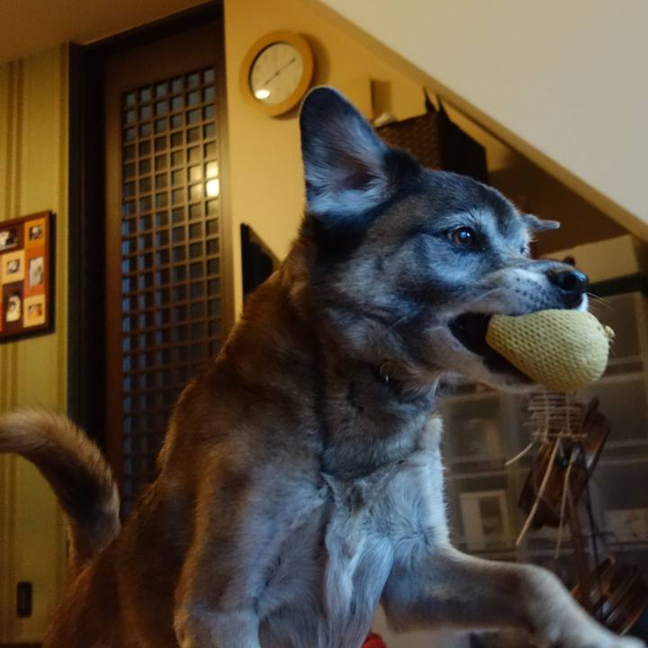 115c578a 2a9e 4ef8 ac90 add015009624 1544837654914