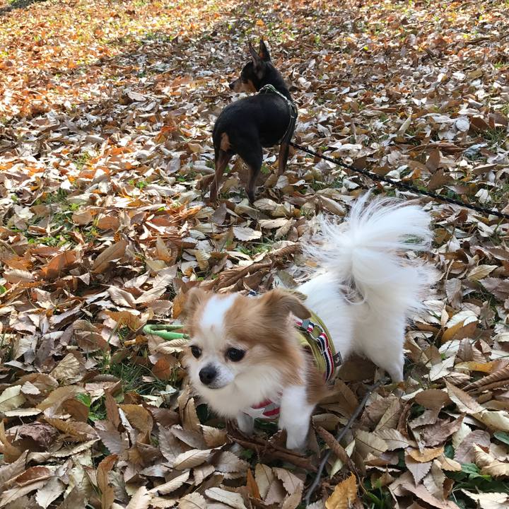 115e0406 445f 4414 940c f8c6df52f40b 1509857513076