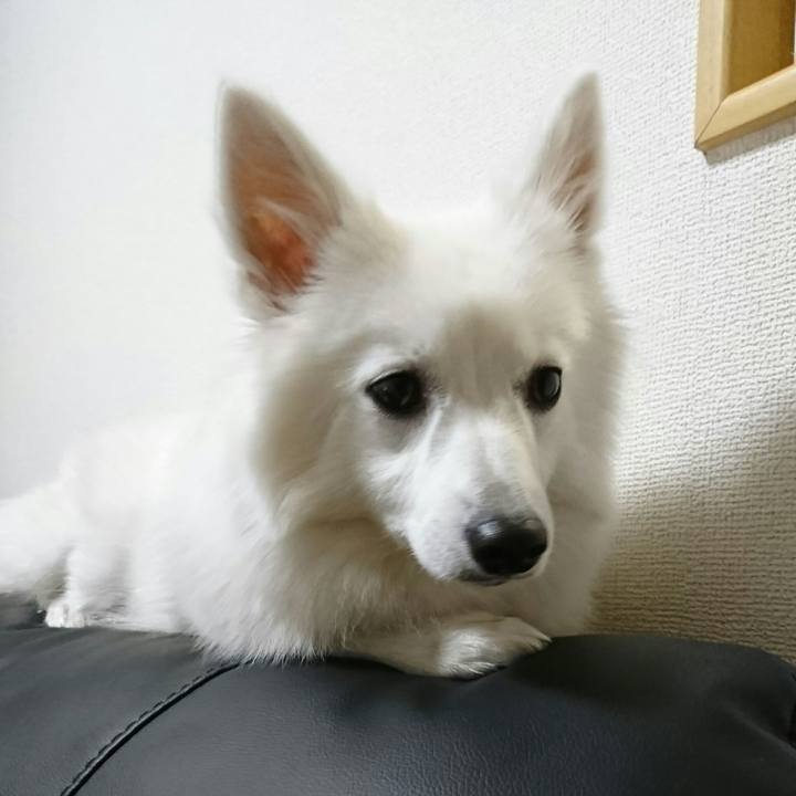 115f4841 1df4 4461 ba64 f078135abfb8 1510840205166