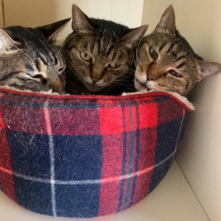 11629d25 0876 42a8 9eb3 57ddbf814778 1615439596488