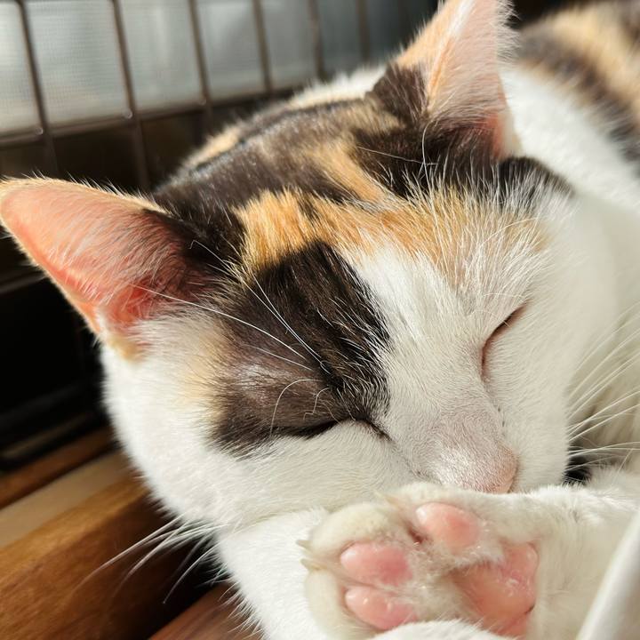 1165326d 68d8 40d7 a234 06849e47dbfb 1699061498330