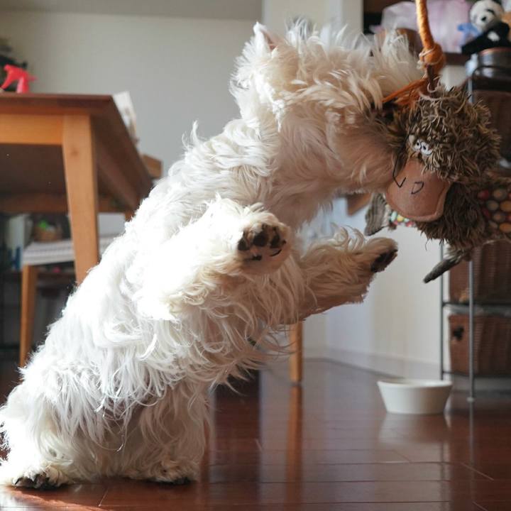 1165592b 56c1 4c0c ab20 8b39ad57fef6 1513693847226