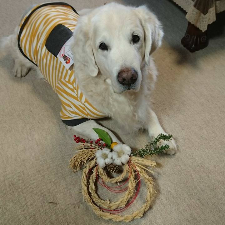 11661672 e14e 459a 81c9 9bf7bb4e1d8a 1546312872002