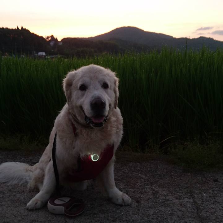 1167a7cb 4f37 43b2 9a8a b21be3486c63 1534592905289