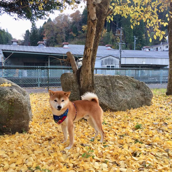 1168fab9 9438 4629 a067 191d666fbdb3 1510562633048