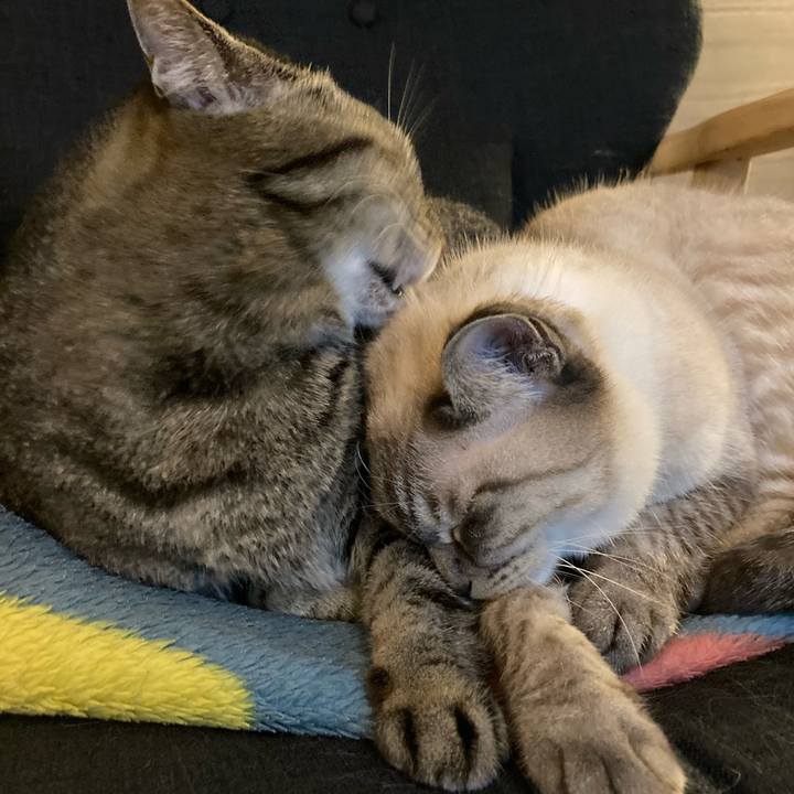 116b2076 e285 4b83 8b23 3808c0d4c378 1761305123171