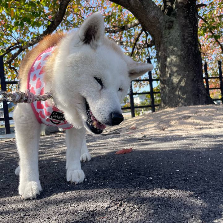 116b900f b5c8 4fd3 9555 041e34259325 1763053623490