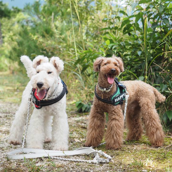 116ba241 8b25 4b09 8ac7 1bd1ddb65faf 1569941043764