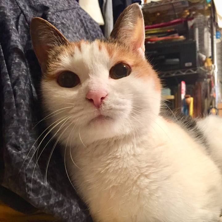 116cfcc3 5c1c 4854 b57e c198b8f292af 1544435693171