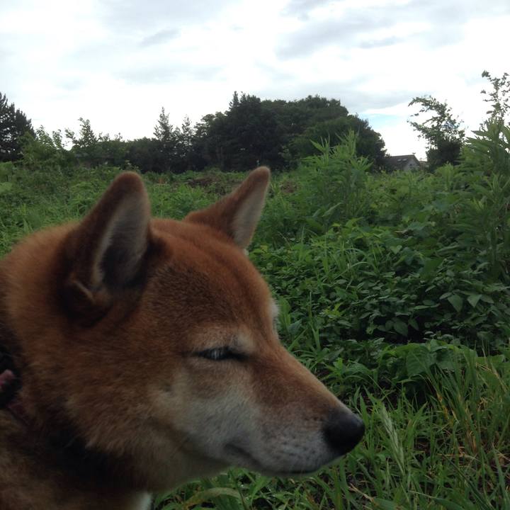 116f31b1 0c3f 442f bd8a ccad623b8ce8 1530754120515