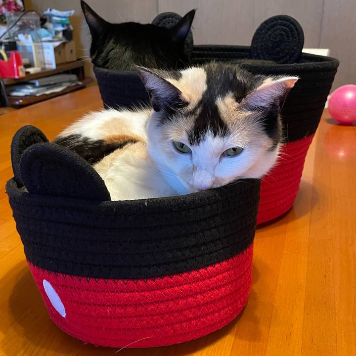 116f55b1 f527 48ac b232 6a775075d17f 1739777998459