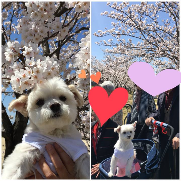 11706053 52ac 4542 ab8b c24d0d32e52a 1522387056576