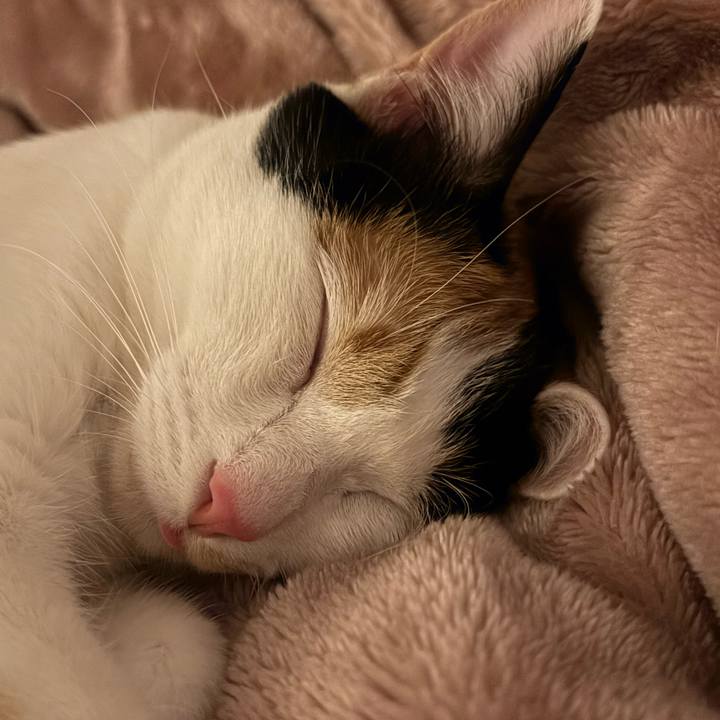 1170ce70 a10c 40ff abf0 c3b474d26e00 1771942982858