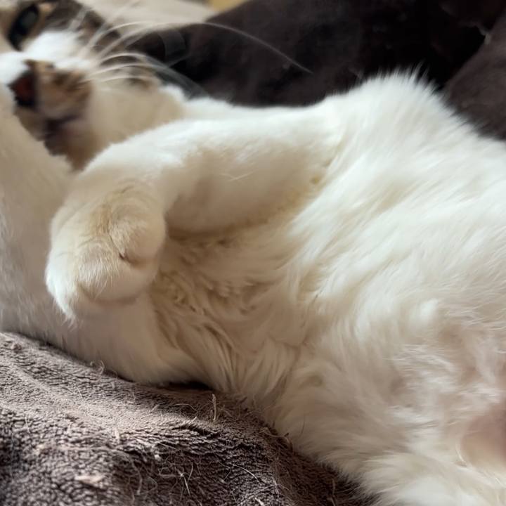 1171fa18 89a8 43dc 9af0 1d6483add672 1766206155211