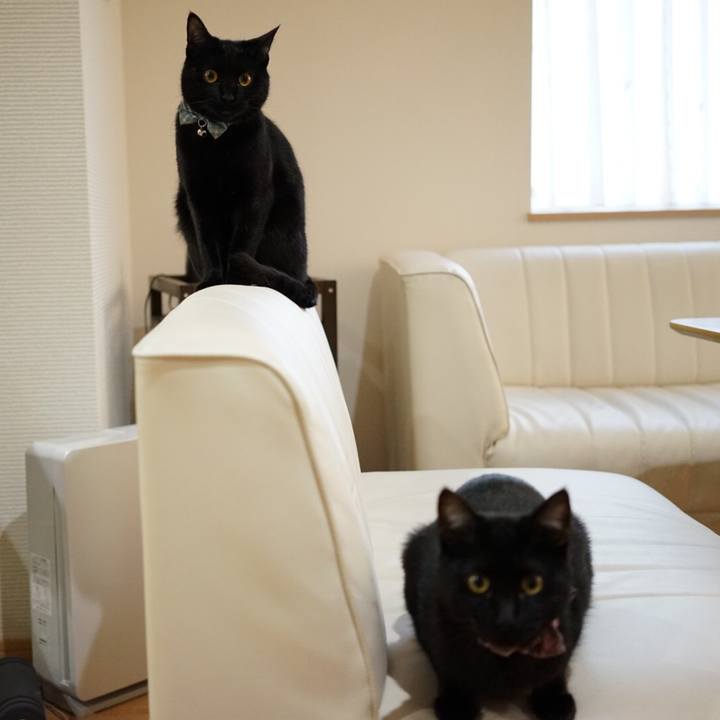 11741d03 2f56 4e1f afaf 23e935ec4538 1517788838502