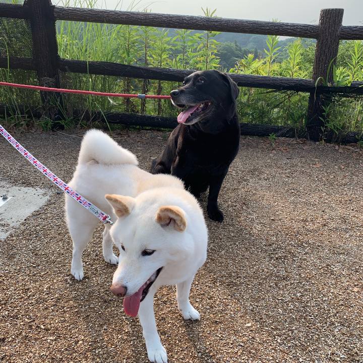 1174ab69 8de0 4886 955a 647c182b4824 1561167390780