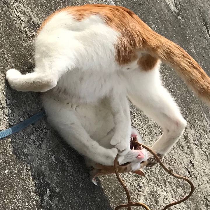 1176d9ea c1e2 4dbe a24a 7b0f01543b8e 1518233255238