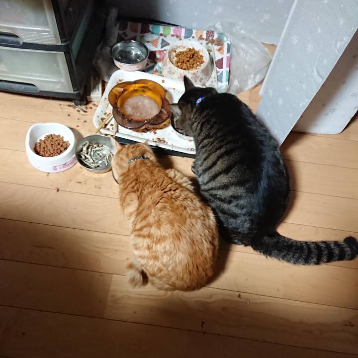 11774d3f f9a4 438c bdc9 ff3910fca233 1641329943801