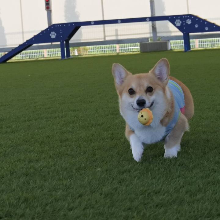 1177f7d6 2a26 4f4e a68d 756736275429 1593347771452