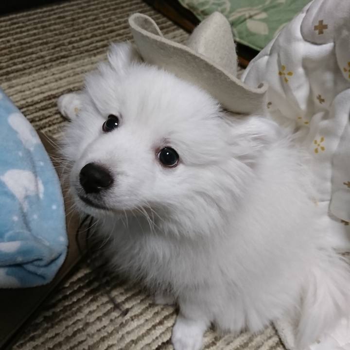 117ad5e8 6adf 4c6a ae34 658a2d1f628d 1546703107966