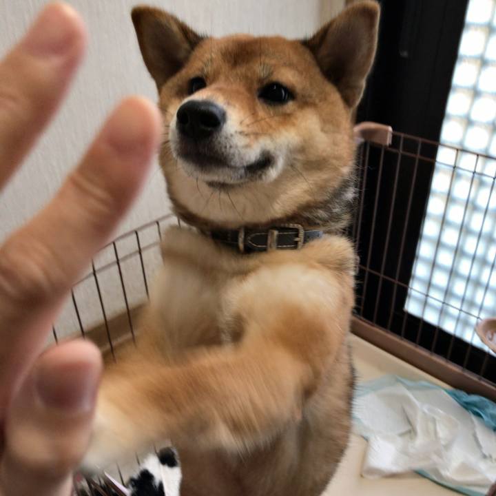 117bee76 6ffa 4b6a 94b5 5b8b3d9bef26 1521548192555