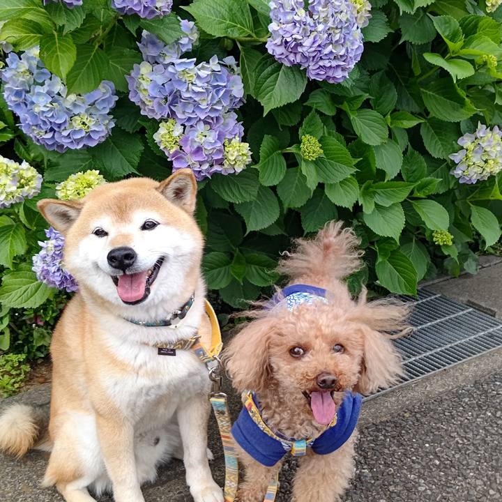 117f60ad ef07 42f5 b478 ec68240e65d5 1621846198430