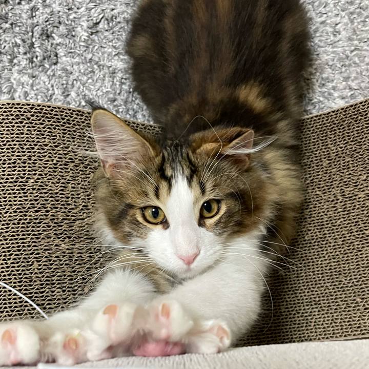 1180e0c0 6065 4194 b440 14cffe1c2f60 1636057355040