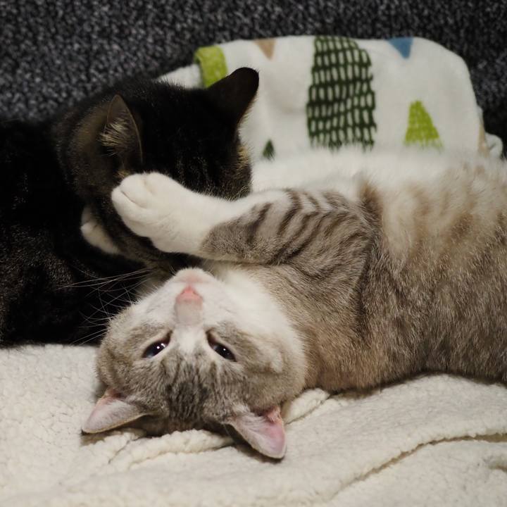 11815ae1 e342 44a4 bfca 389dd0c20923 1603809667486