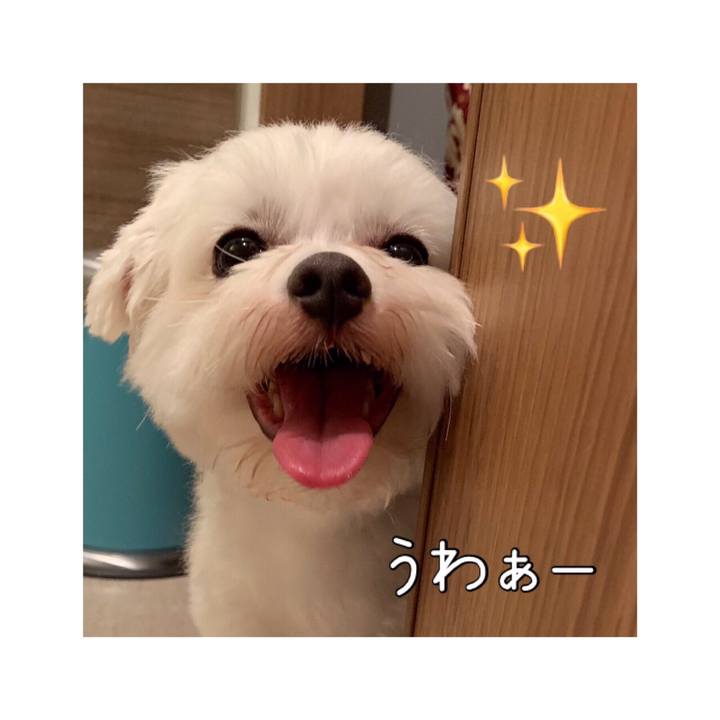 1182fcd4 bec3 47f1 b583 396d513638a3 1566733528615