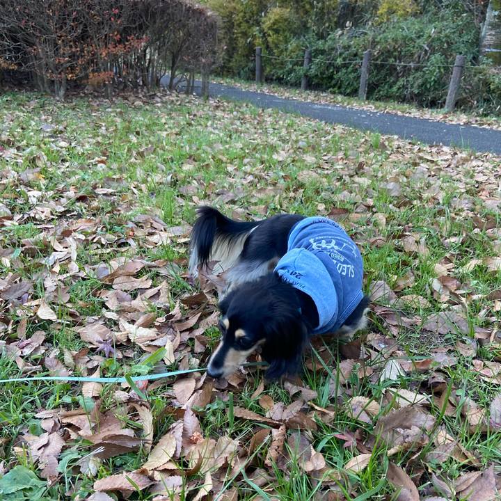 1184474c 0e7a 4726 94b5 28beebeea2c6 1733730430182