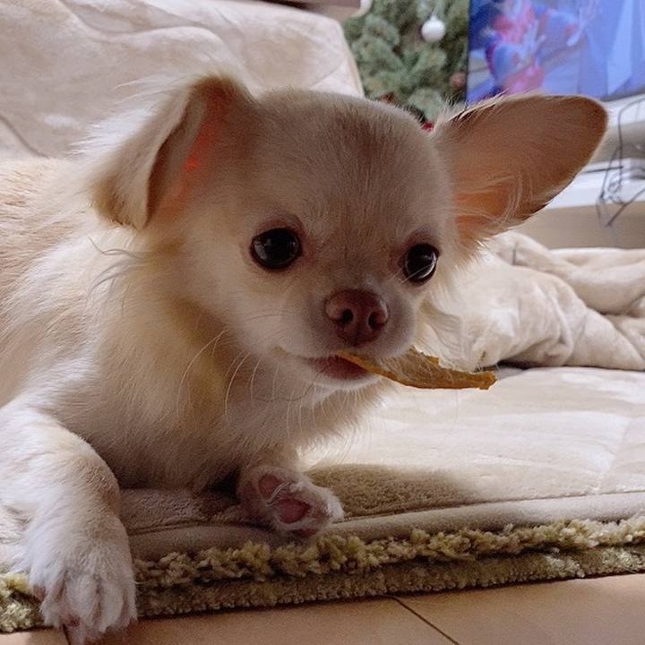 118bc92a de8f 4908 aad6 77485bacf126 1608721306162