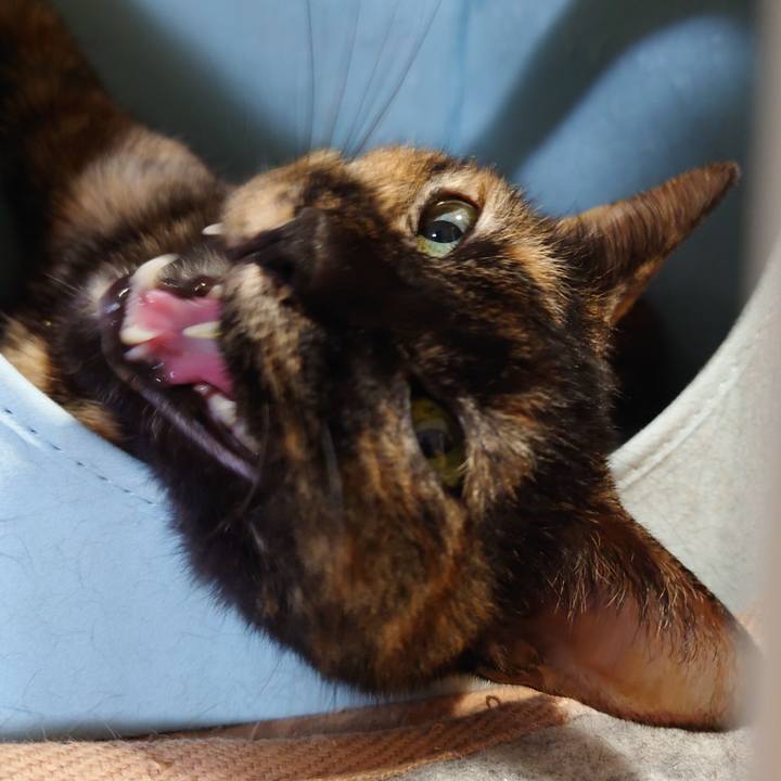 118fde2e 383d 40a6 ab04 b2f8d1a4c732 1758717947439