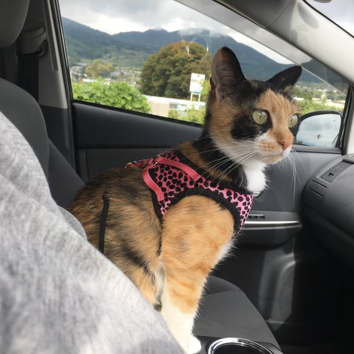 118ff332 ecc5 41d3 b135 1b78650af3f6 1507956371992