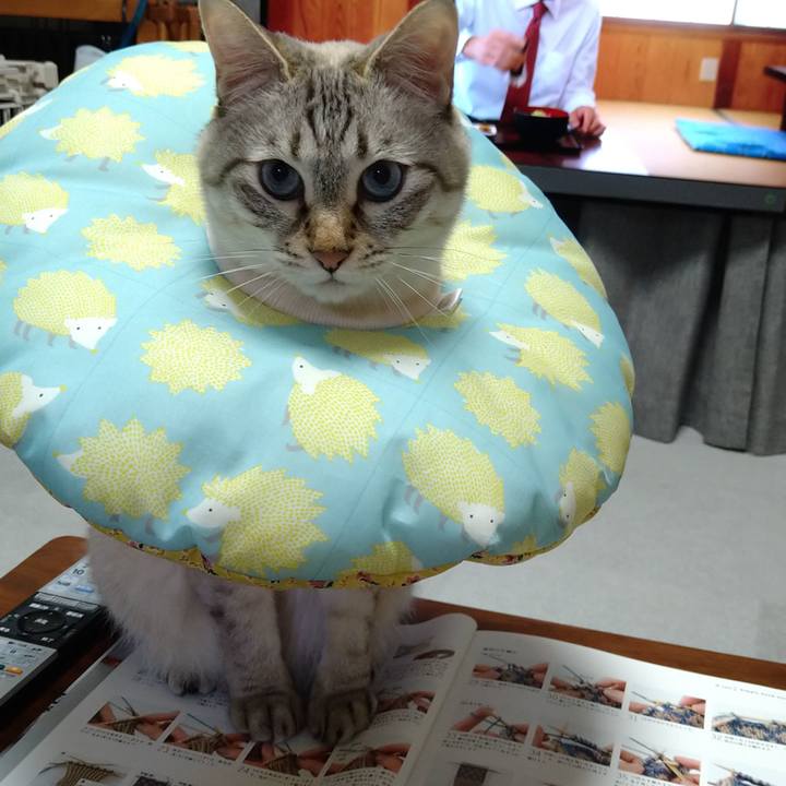 11907b6a 9619 445e 953a 7c1cef2e587a 1666269048723