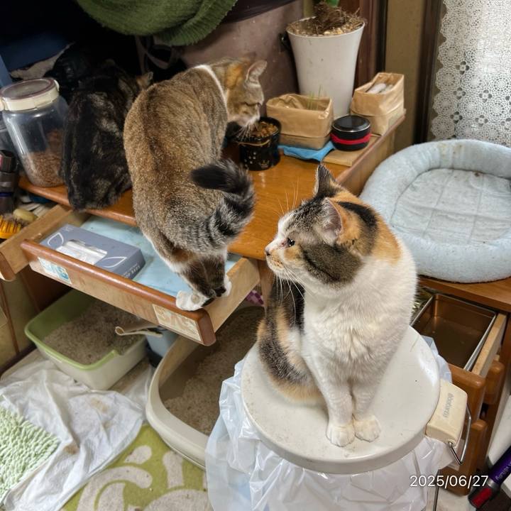 1191687c 1d9c 47b1 be15 4f25b5b3360b 1750975417808