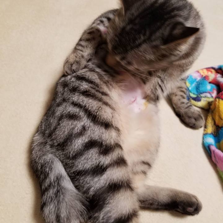 11933cae 06e4 4384 bbc3 7b8f7793510d 1675173854304