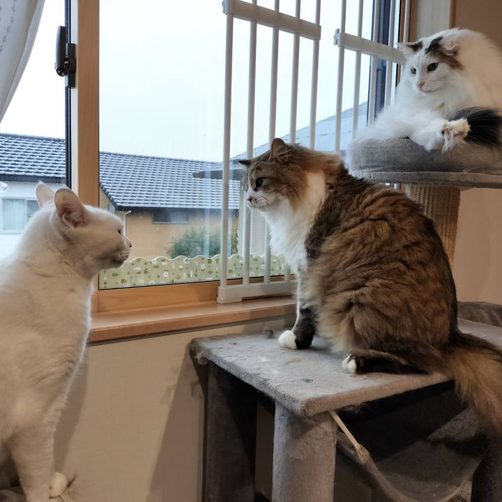 119ba841 0c1f 40ca b5c7 18bc093a3a64 1770471885533