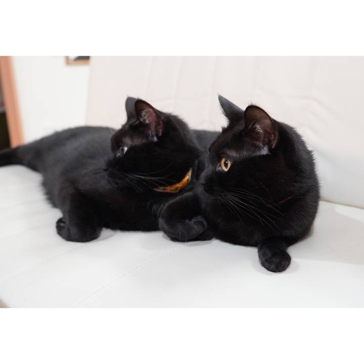 119c7381 e495 446d 990e e466d03621cf 1603895115818