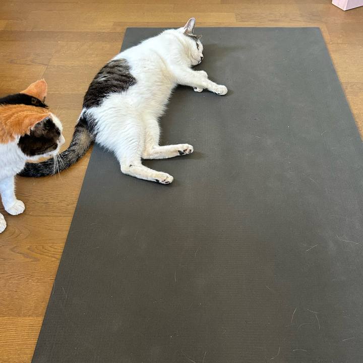 119ed25f 26f4 486b 9f13 fd0b5de2fddc 1722389471188