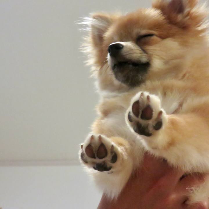 11a087cf 8c18 40f4 a1d5 1bb77fa14a18 1519128389585