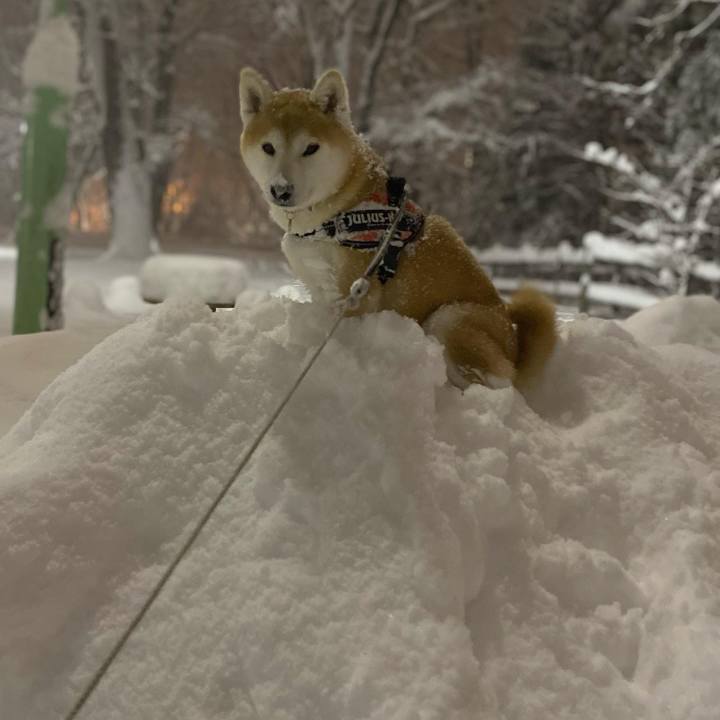 11a0d9a7 27e6 4a10 9c4d 41db8738bbde 1639738191535