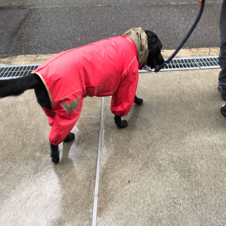 11a1ecad 6e55 480b b537 043ca70bb080 1594110301501