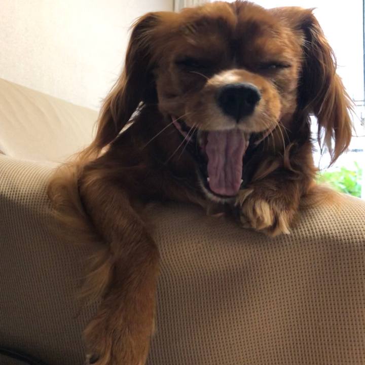 11a321dc 83be 433f 893b c233ff31bd20 1591913816641