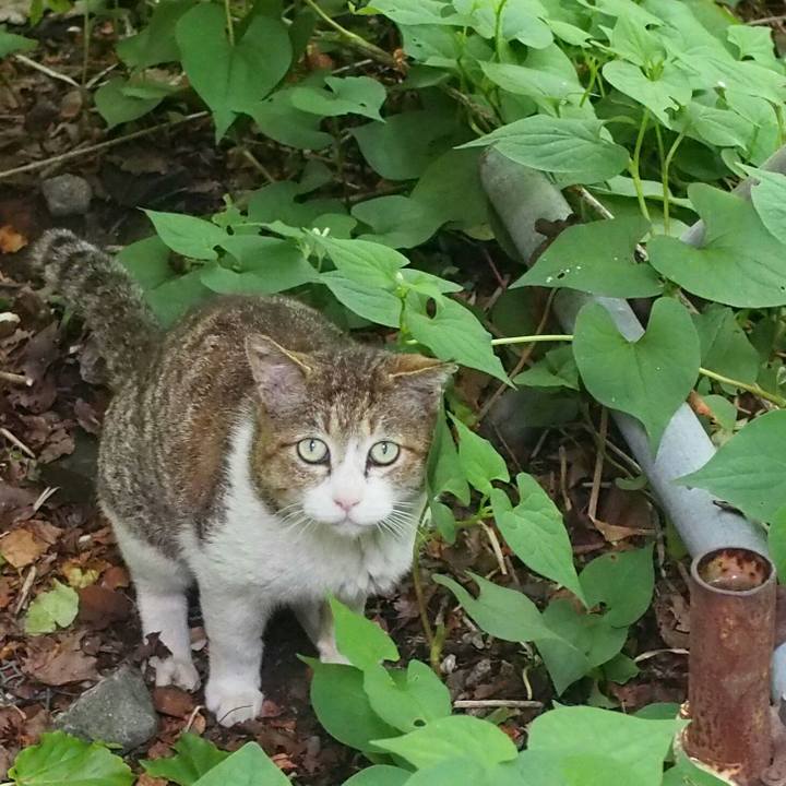 11a589fb e88a 4b3d a55e 53bf05888566 1526301010439