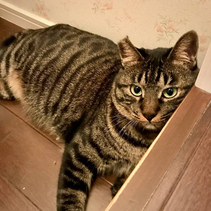 11a81444 cbb5 40f6 b0f0 05ce63d2b00f 1576935114034