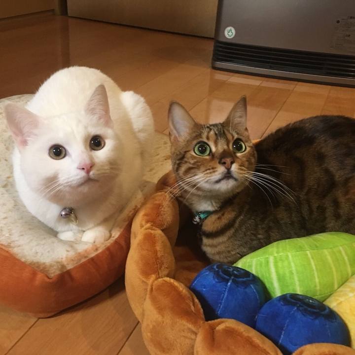 11a95fb6 3575 425a 9b9c ac29f22a2673 1520258763847